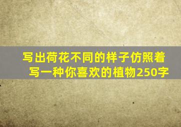 写出荷花不同的样子仿照着写一种你喜欢的植物250字